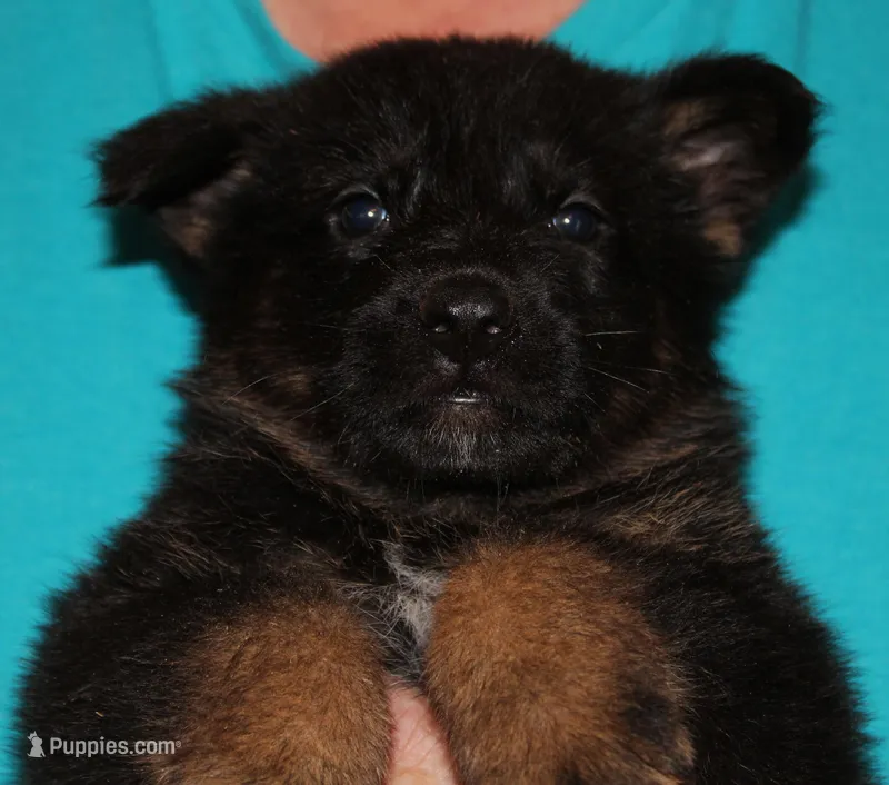 Xiggi – German Shepherd Dog puppy for sale in London, KY