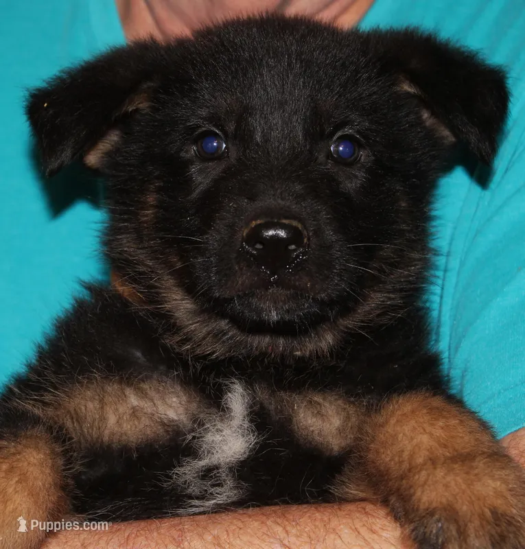 Xiggi – German Shepherd Dog puppy for sale in London, KY