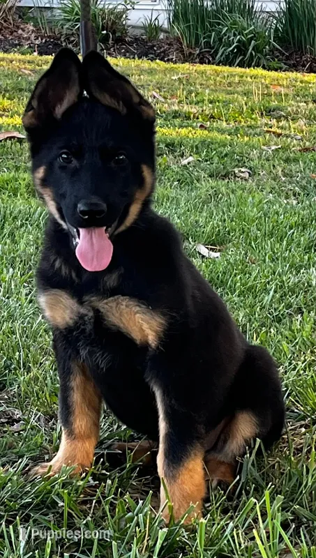 Xiggi – German Shepherd Dog puppy for sale in London, KY