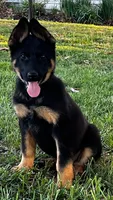 Xiggi, a female German Shepherd Dog for sale in London, KY – 1 of 3