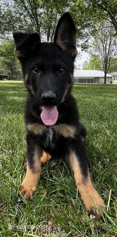 Xiggi – German Shepherd Dog puppy for sale in London, KY