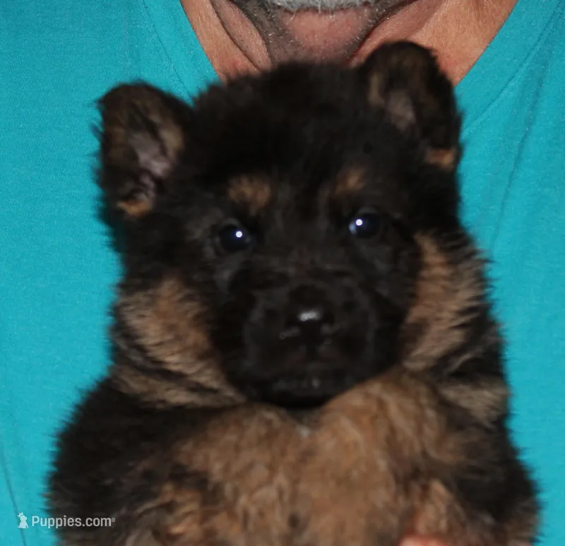 Xaloma – German Shepherd Dog puppy for sale in London, KY