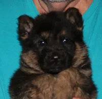 Xaloma, a male German Shepherd Dog for sale in London, KY – Photo 1 of 3