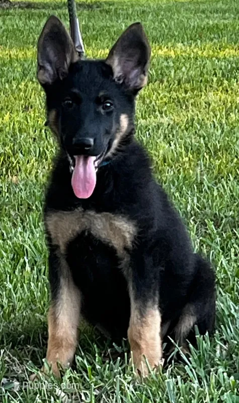 Xalomo – German Shepherd Dog puppy for sale in London, KY