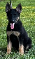 Xalomo, a male German Shepherd Dog for sale in London, KY – Photo 1 of 3