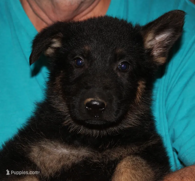 Xaloma – German Shepherd Dog puppy for sale in London, KY