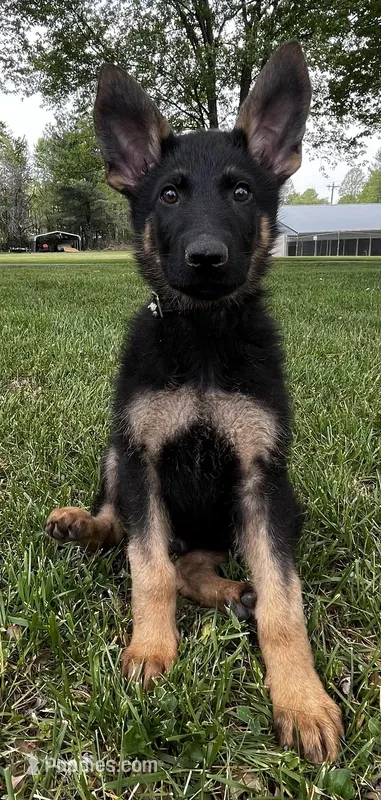 Xaloma – German Shepherd Dog puppy for sale in London, KY