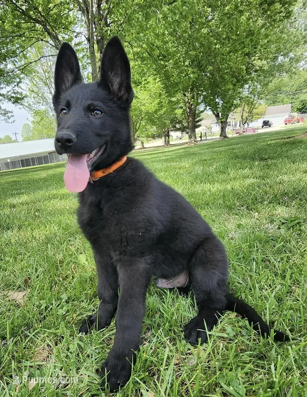 Xplorer--Black Male – German Shepherd Dog puppy for sale in London, KY