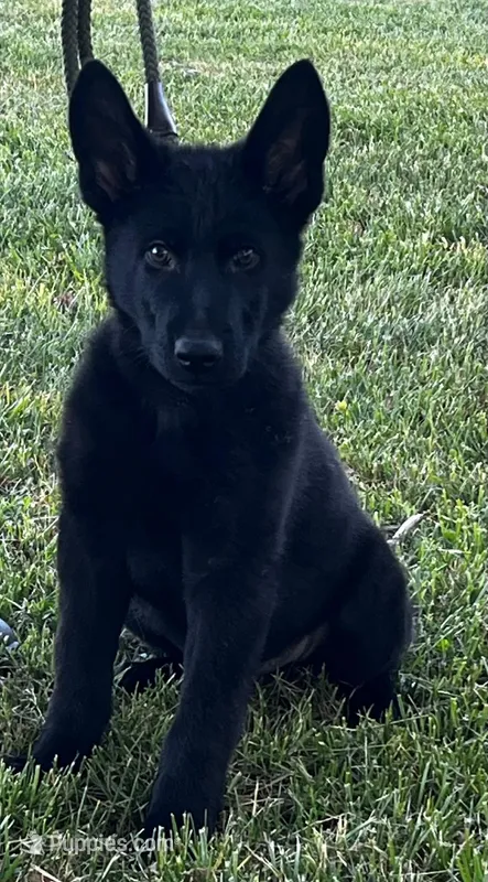 Xplorer--Black Male – German Shepherd Dog puppy for sale in London, KY