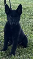 Xplorer--Black Male, a male German Shepherd Dog for sale in London, KY – 1 of 3