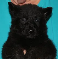 Xplorer--Black Male, a male German Shepherd Dog for sale in London, KY – Photo 1 of 3