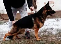 Xplorer--Black Male, a male German Shepherd Dog for sale in London, KY – Photo 3 of 3