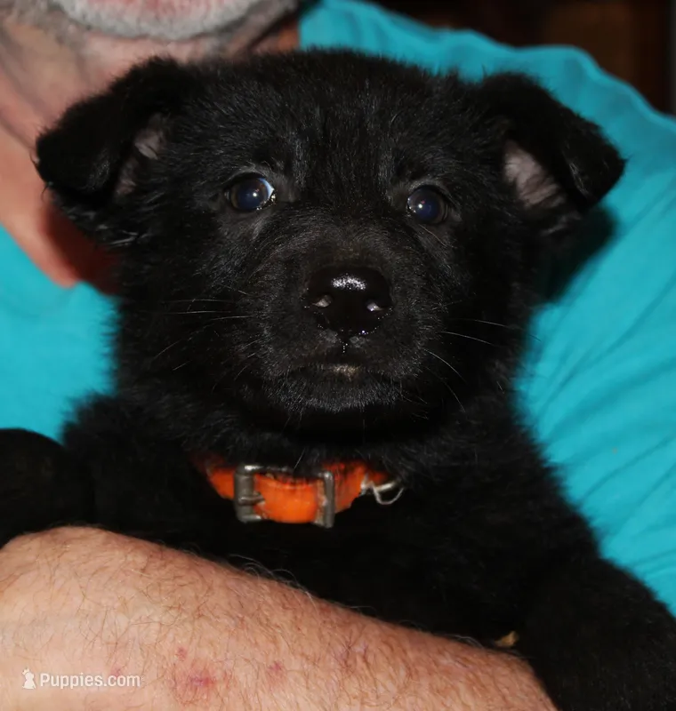 Xplorer--Black Male – German Shepherd Dog puppy for sale in London, KY