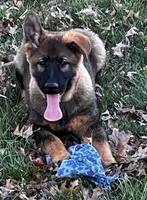 Valiant, a male German Shepherd Dog for sale in London, KY – Photo 1 of 3
