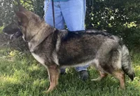 Valiant, a male German Shepherd Dog for sale in London, KY – Photo 2 of 3