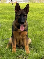 Vero, a male German Shepherd Dog for sale in London, KY – Photo 1 of 3