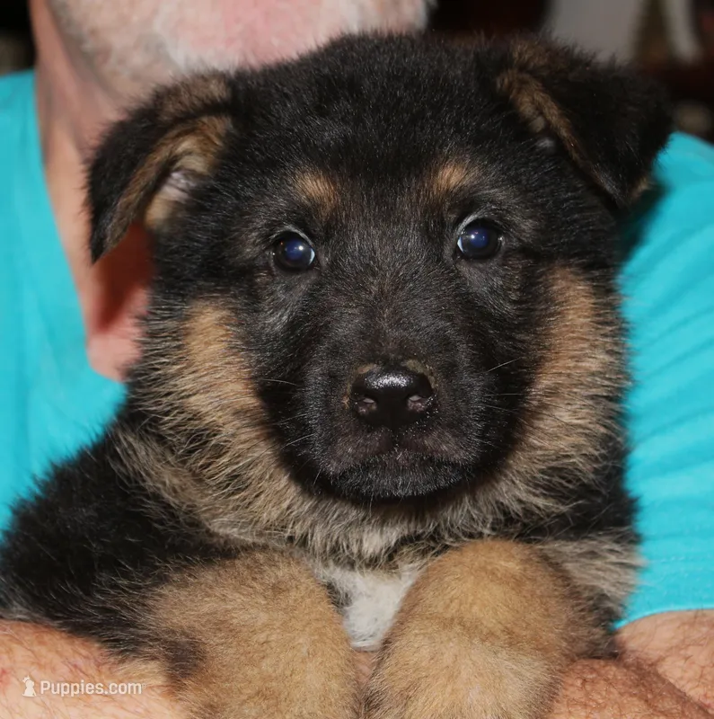 Xaviar – German Shepherd Dog puppy for sale in London, KY