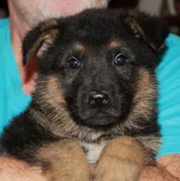 Xaviar, a male German Shepherd Dog for sale in London, KY – Photo 1 of 3