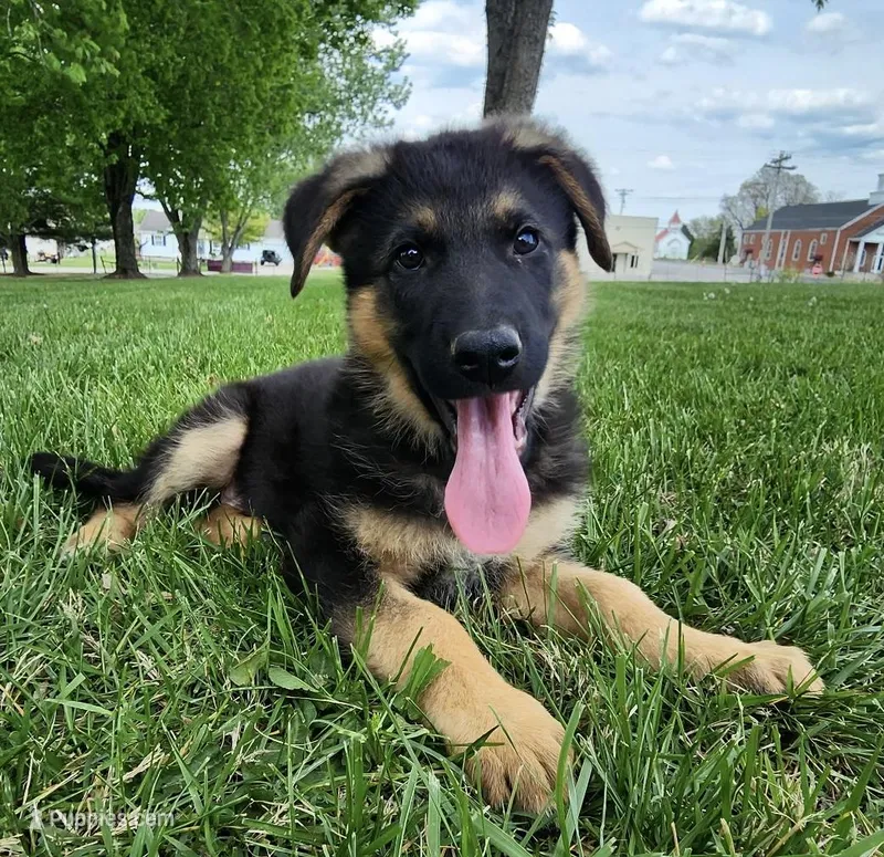 Xaviar – German Shepherd Dog puppy for sale in London, KY