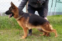 Titan, a male German Shepherd Dog for sale in London, KY – 2 of 5
