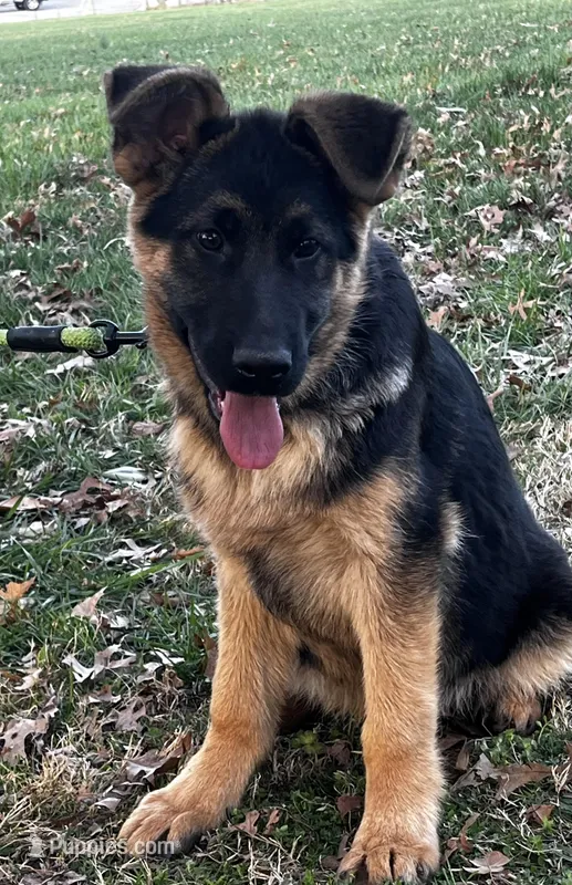 Tyson – German Shepherd Dog puppy for sale in London, KY