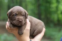 Rose, a female Labrador Retriever for sale in Gretna, VA – 2 of 4