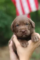 Rose, a female Labrador Retriever for sale in Gretna, VA – 3 of 4