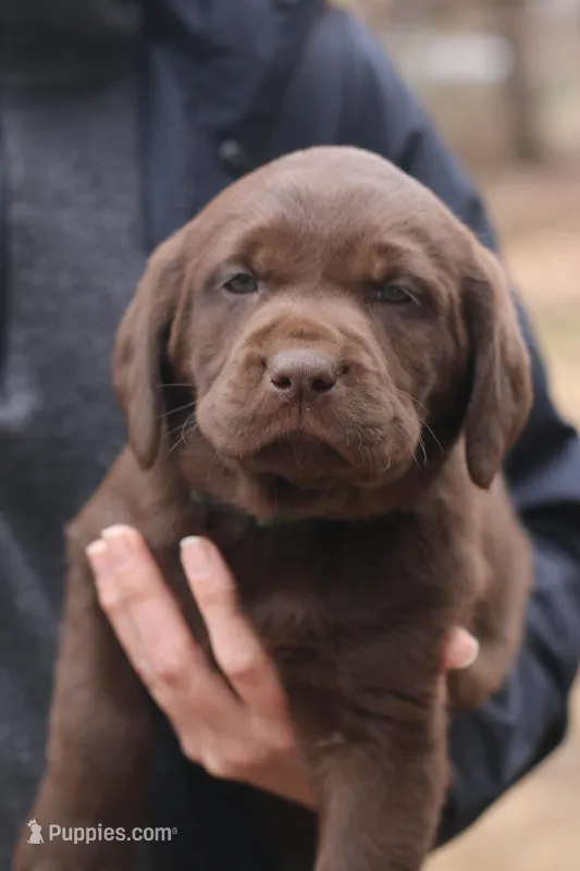 Emerald, a female Labrador Retriever for sale in Gretna, VA – Photo 1 of 2