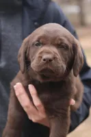 Emerald, a female Labrador Retriever for sale in Gretna, VA – Photo 1 of 2