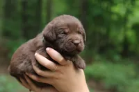 Ronnie, a male Labrador Retriever for sale in Gretna, VA – 2 of 3