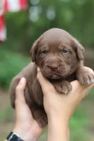 Rose, a female Labrador Retriever for sale in Gretna, VA – 4 of 4