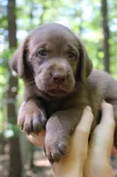 Lavender, a female Labrador Retriever for sale in Gretna, VA – 3 of 4