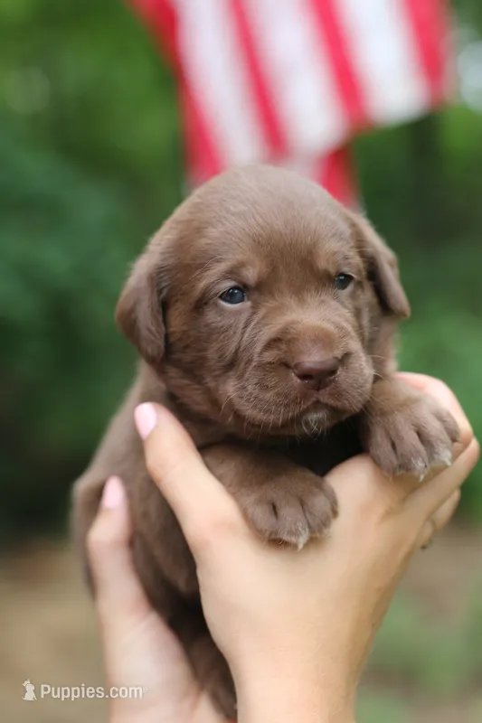 Rose – Labrador Retriever puppy for sale in Gretna, VA