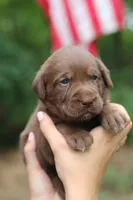 Rose, a female Labrador Retriever for sale in Gretna, VA – 1 of 4