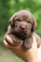 Lavender, a female Labrador Retriever for sale in Gretna, VA – 2 of 4