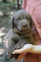 Lavender, a female Labrador Retriever for sale in Gretna, VA – 4 of 4