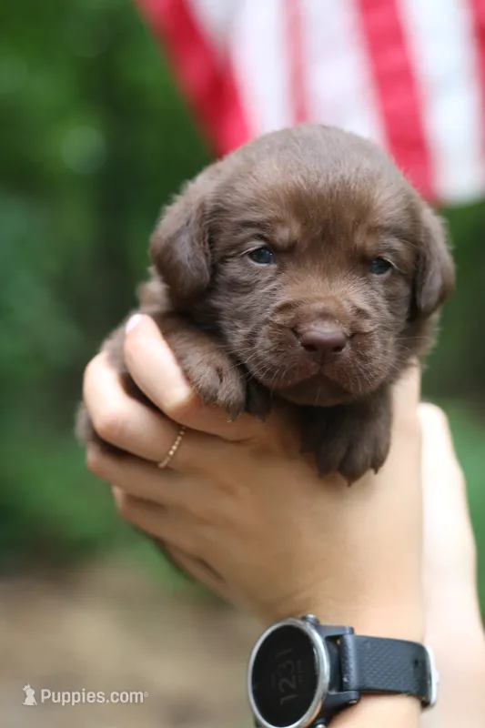 Ronnie – Labrador Retriever puppy for sale in Gretna, VA