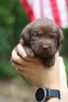 Ronnie, a male Labrador Retriever for sale in Gretna, VA – 1 of 3