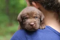 Ronnie, a male Labrador Retriever for sale in Gretna, VA – 3 of 3