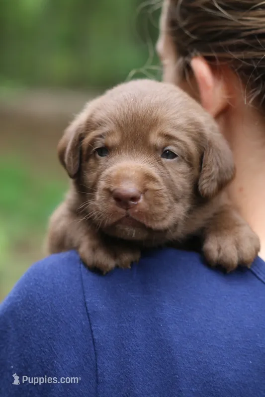 Lavender – Labrador Retriever puppy for sale in Gretna, VA
