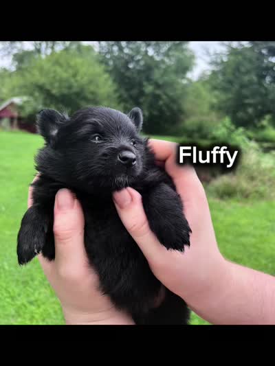 Hagrid , a male Pomeranian for sale in Kewanna, IN – 2 of 2