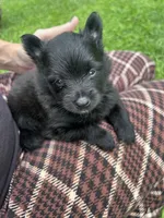 Harry , a male Pomeranian for sale in Kewanna, IN – 2 of 3