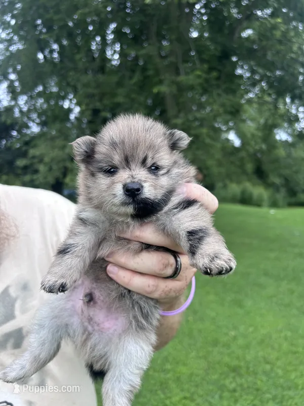 Hagrid  – Pomeranian puppy for sale in Kewanna, IN