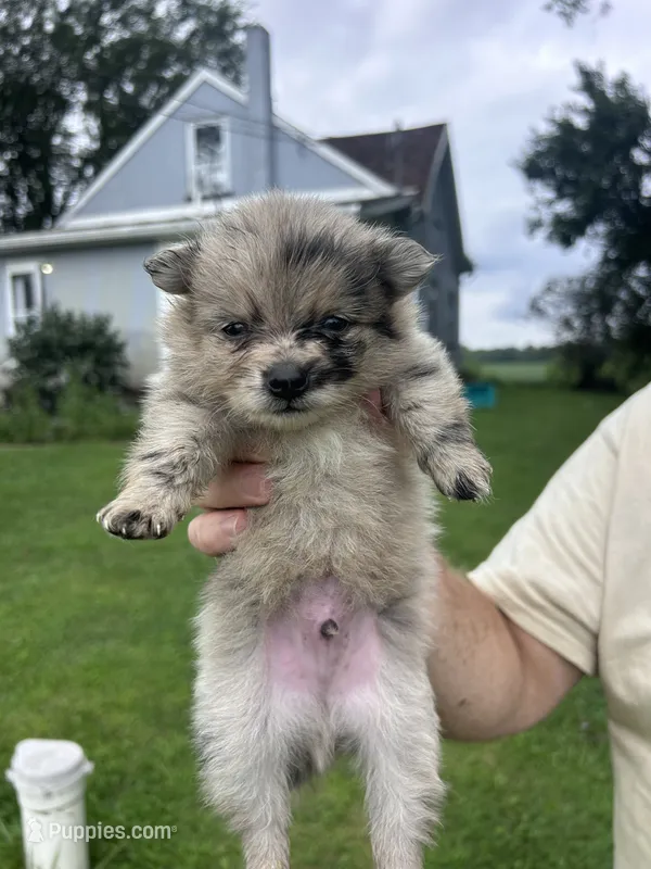 Harry – Pomeranian puppy for sale in Kewanna, IN
