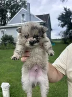 Harry, a male Pomeranian for sale in Kewanna, IN – 1 of 2