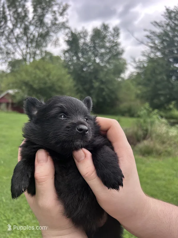 Harry  – Pomeranian puppy for sale in Kewanna, IN