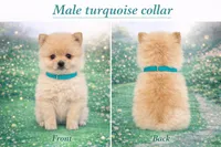 Turquoise collar, a male Pomeranian for sale in Delphi, IN – Photo 3 of 3