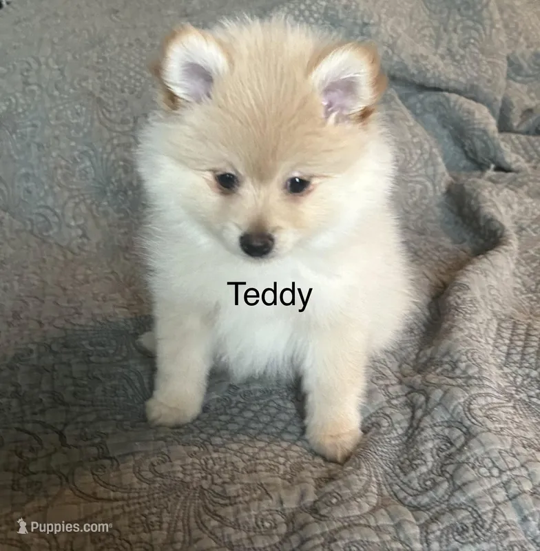 Teddy – Pomeranian puppy for sale in Delphi, IN