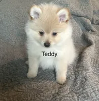 Teddy, a male Pomeranian for sale in Delphi, IN – Photo 1 of 4