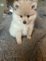 Teddy, a male Pomeranian for sale in Delphi, IN – Photo 4 of 4